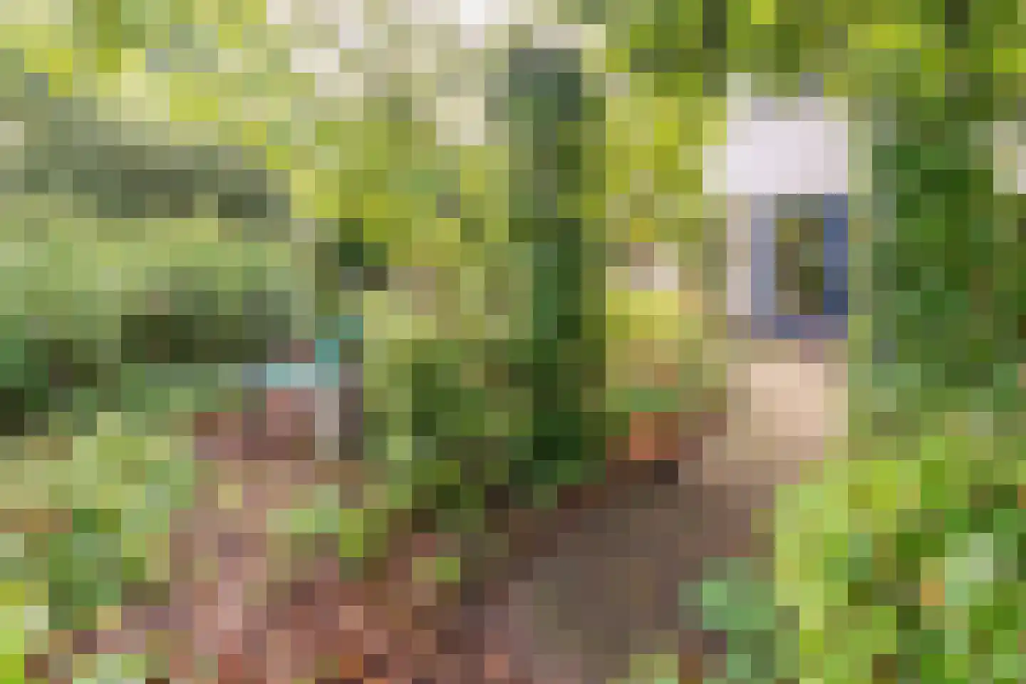 Dalkruid 55 Delden thumbnail 6