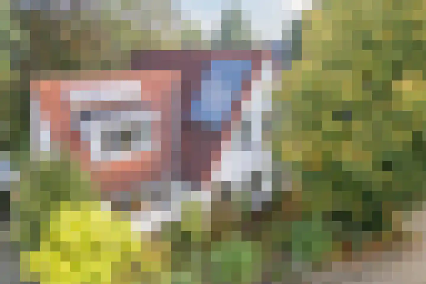 Dalkruid 55 Delden thumbnail 9