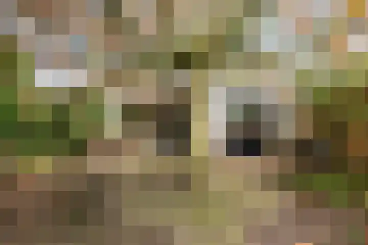 Dalkruid 8 Zeewolde thumbnail 38