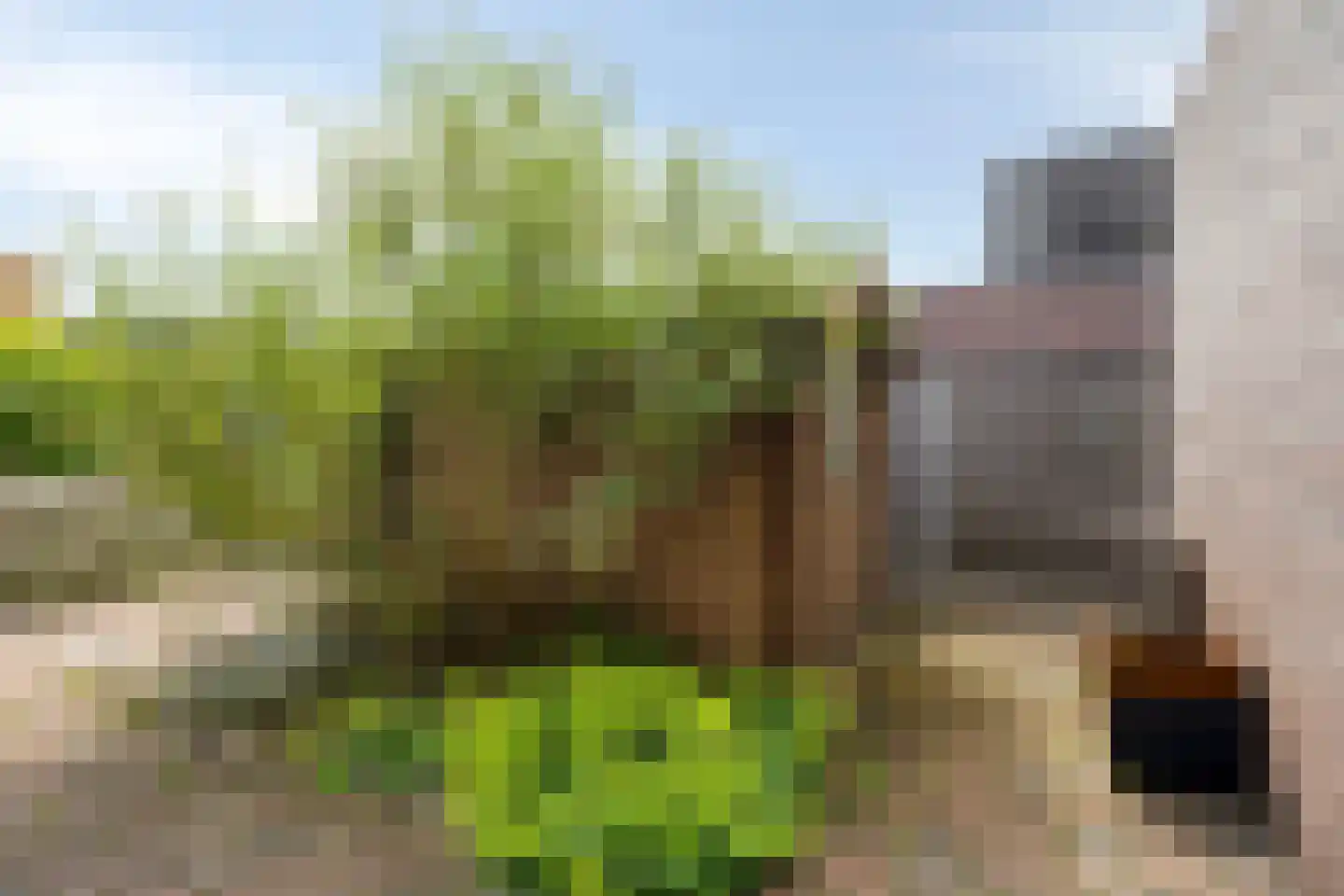 Dallepad 1 Zuidbroek thumbnail 34