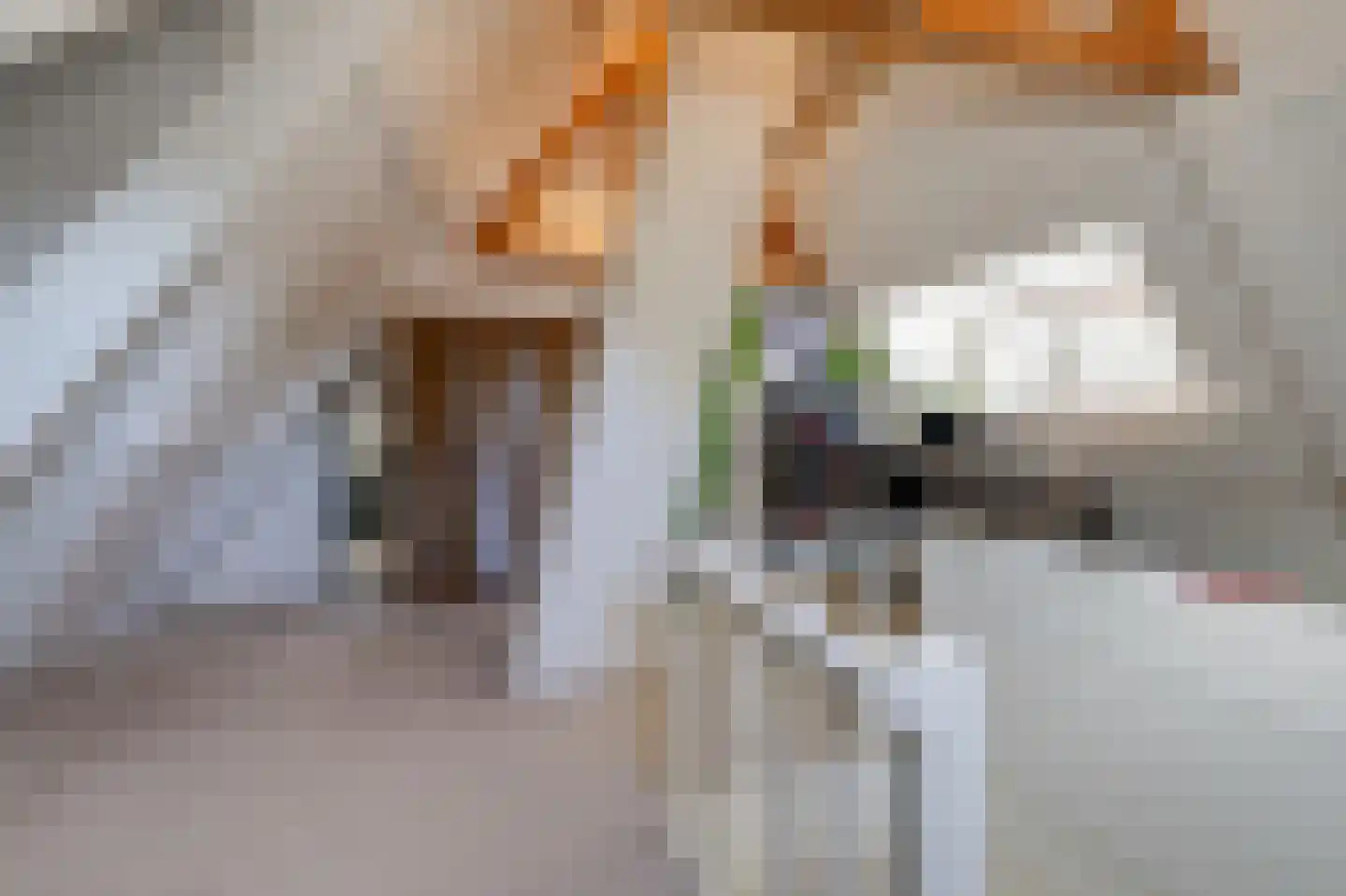 Dalweg 4 De Steeg thumbnail 56