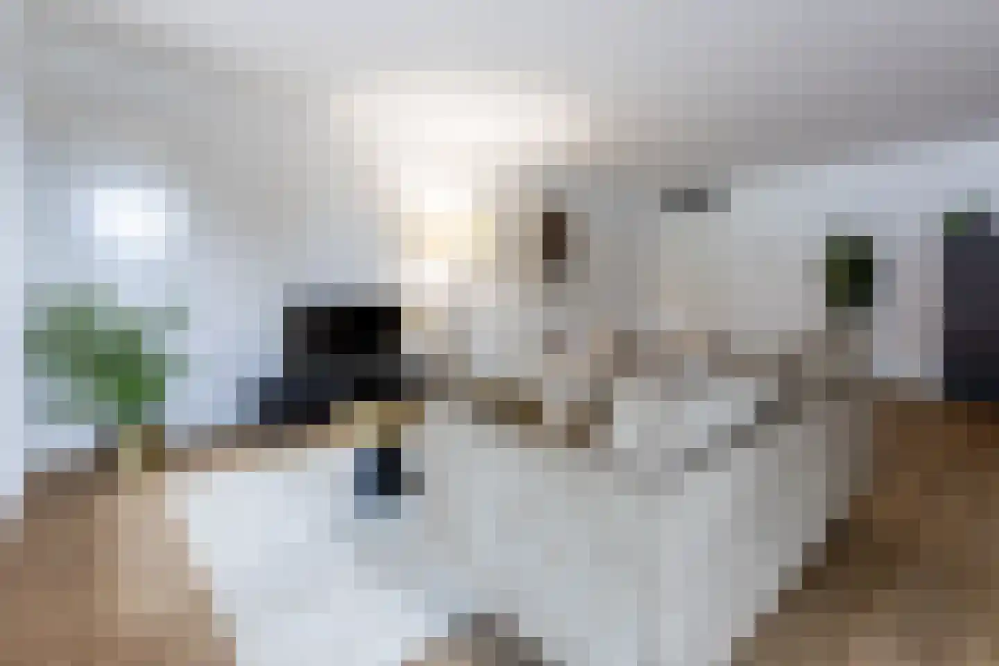 Dam 1 B 10 Goes thumbnail 37