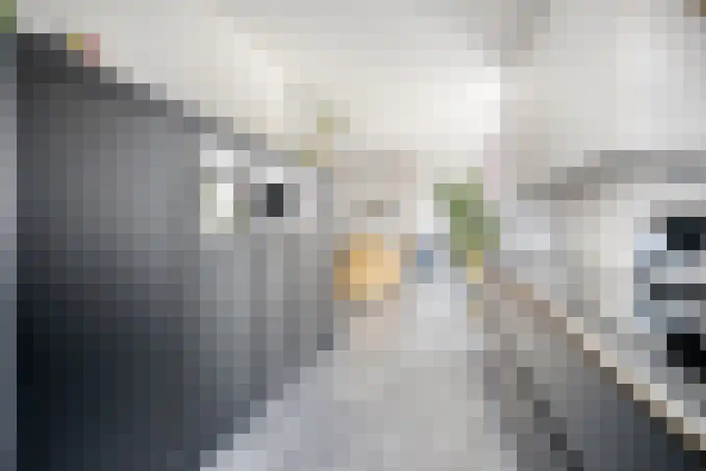 Dam 15 Goes thumbnail 29