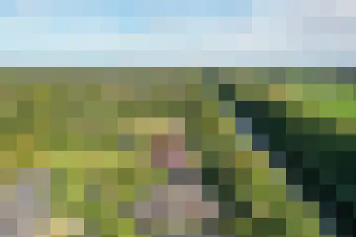 Damast 5 Almelo thumbnail 28