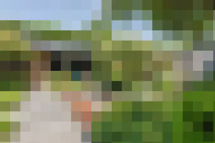Damast 7 Geldrop thumbnail 53