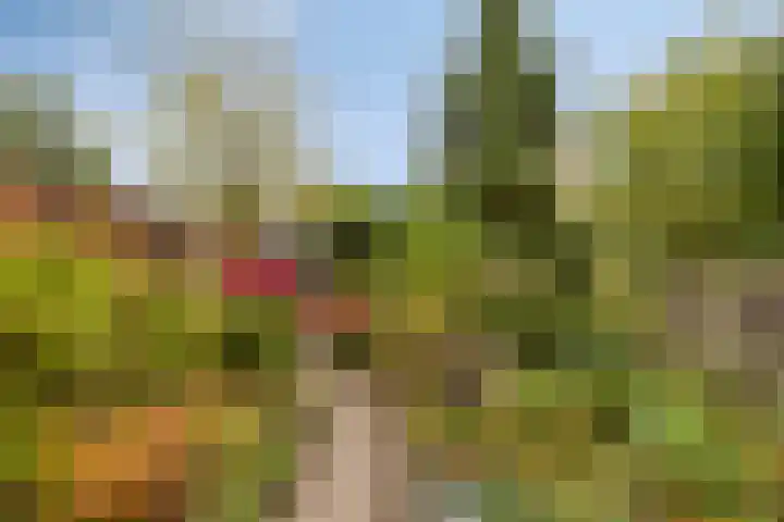 Damastberg 64 Roosendaal thumbnail 23