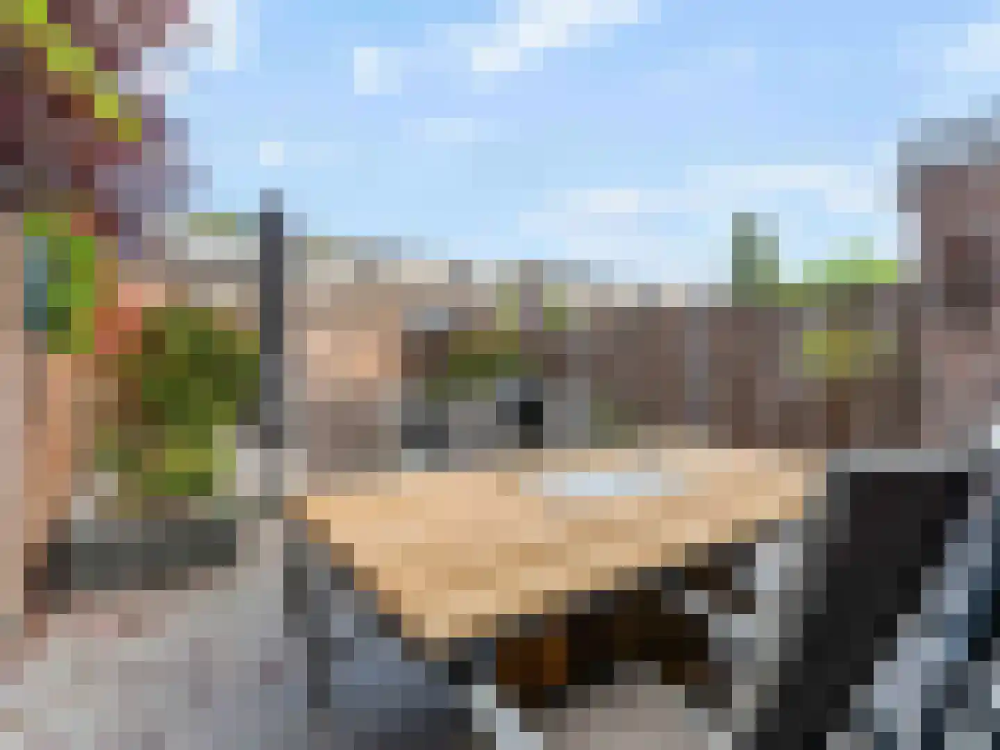 Damastbloem 30 Breukelen thumbnail 30
