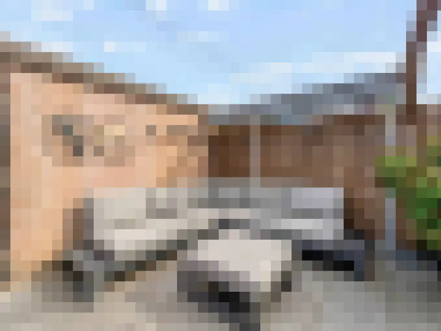 Damastbloem 30 Breukelen thumbnail 33
