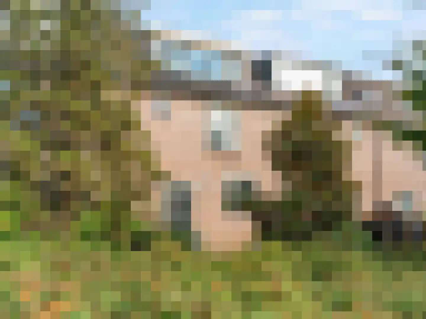 Damastbloem 30 Breukelen thumbnail 35