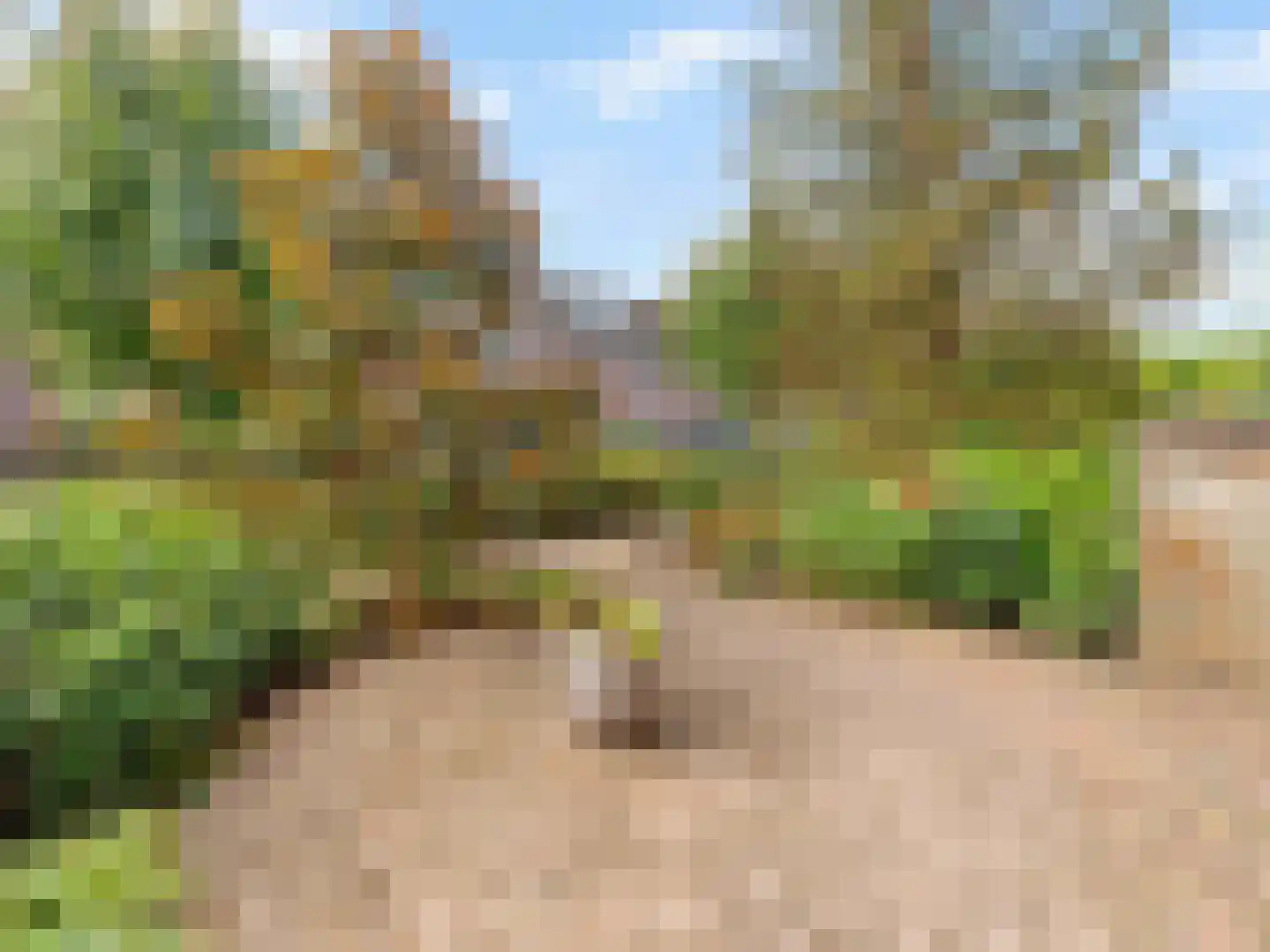 Damastbloem 30 Breukelen thumbnail 5