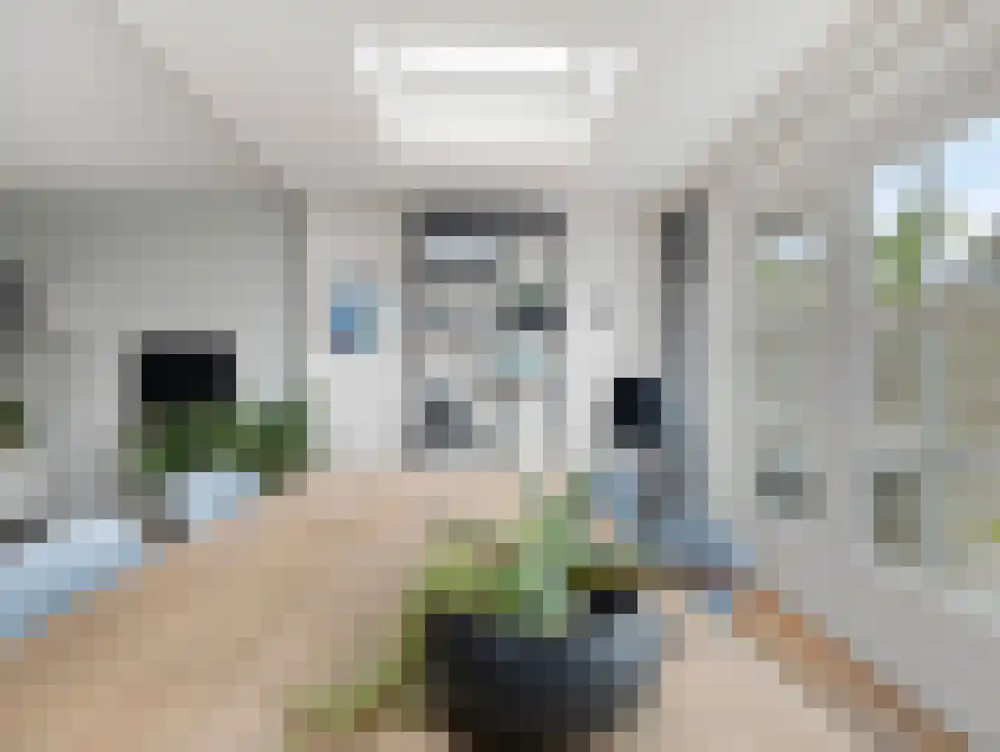 Damastbloem 6 Breukelen thumbnail 13