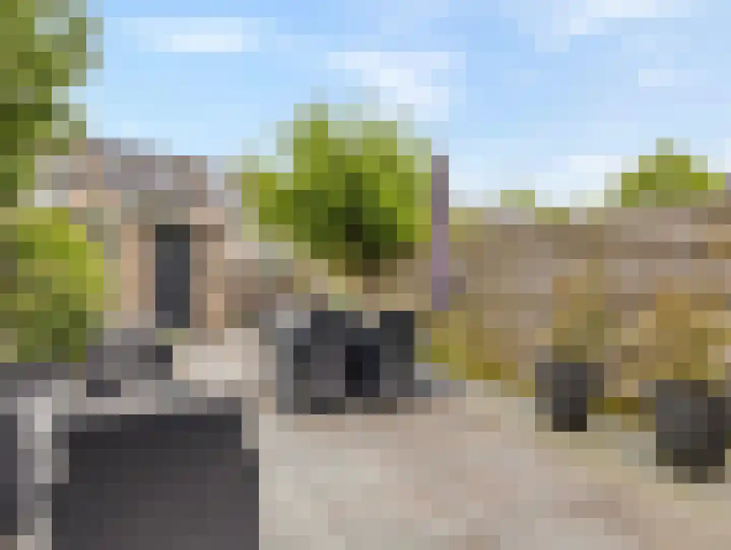 Damastbloem 6 Breukelen thumbnail 35