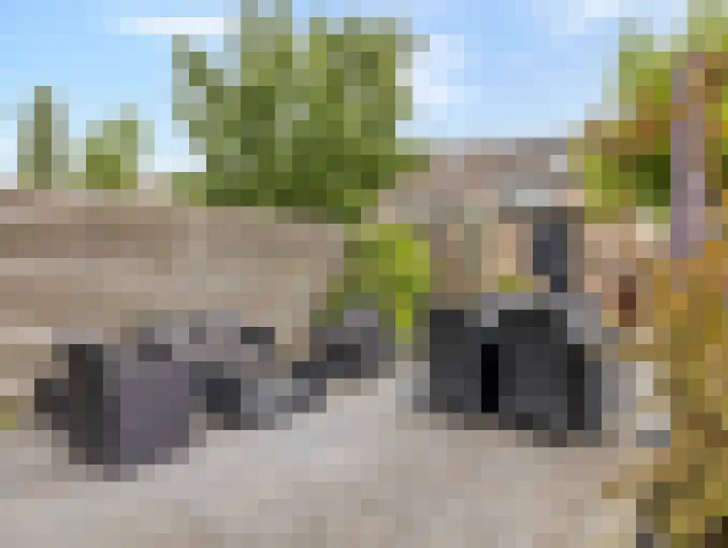Damastbloem 6 Breukelen thumbnail 36