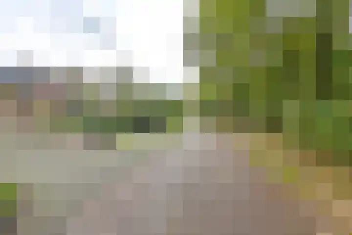 Dambeern 29 Odoorn thumbnail 6