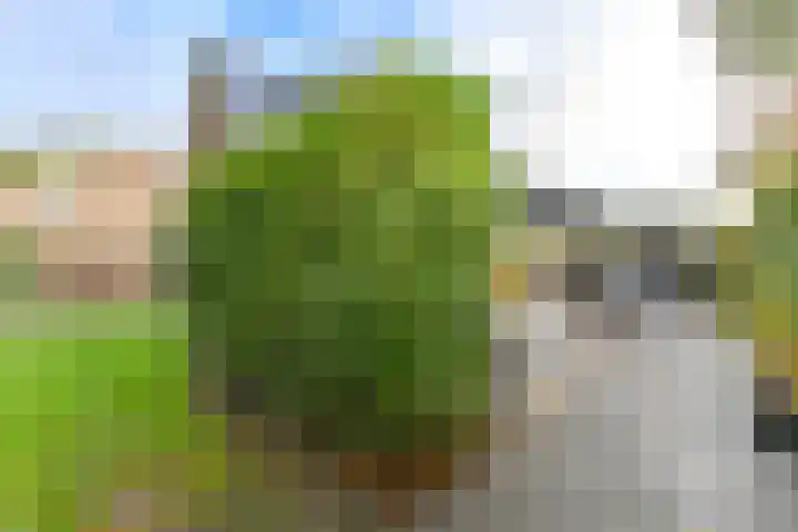 Dambeern 29 Odoorn thumbnail 73