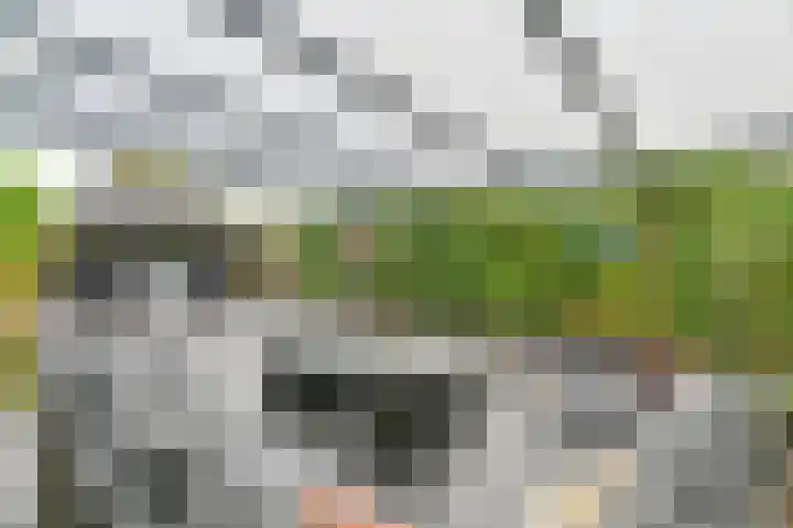 Dambeern 29 Odoorn thumbnail 78