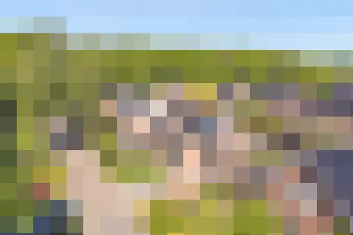 Dambeern 45 Odoorn thumbnail 78