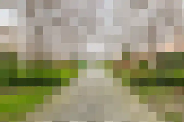 Dambordje 14 Breda thumbnail 8