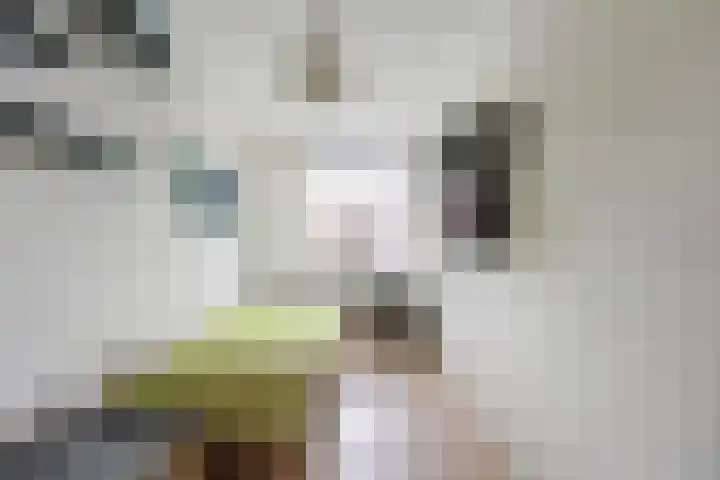 Dambordje 22 Breda thumbnail 31
