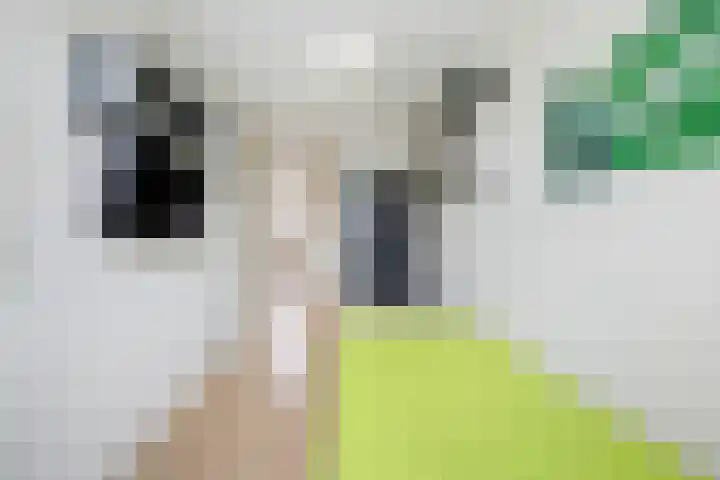 Dambordje 22 Breda thumbnail 32