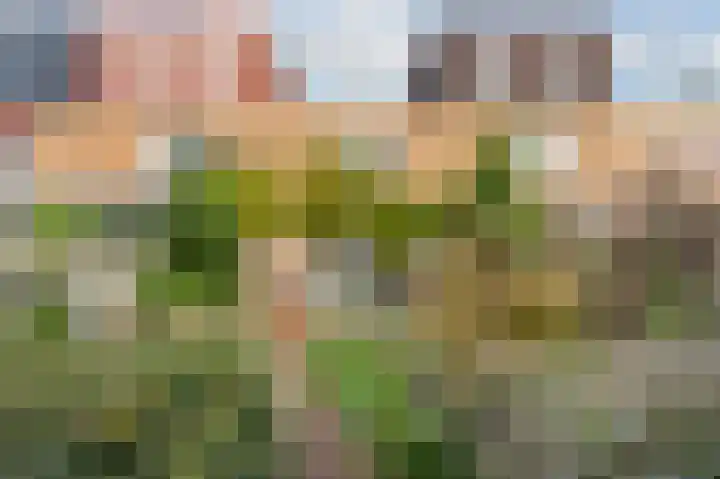 Dambordje 22 Breda thumbnail 49