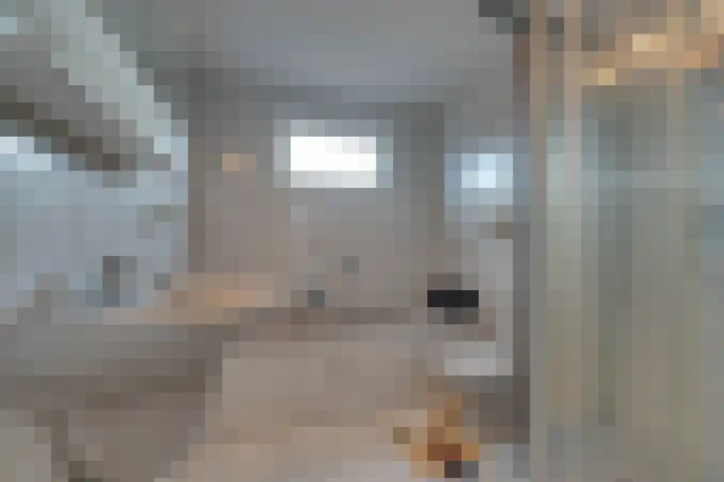Damcoogh 19 Volendam thumbnail 41