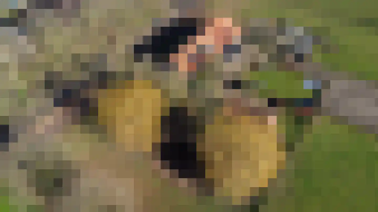 Damianenweg 4 Sint-Oedenrode thumbnail 86