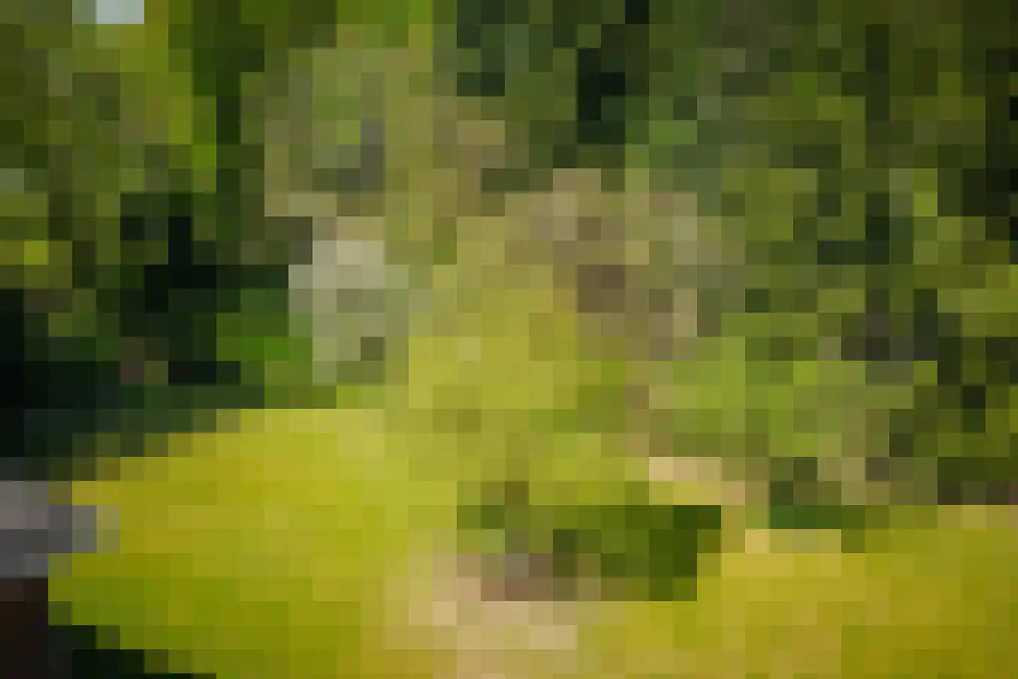 Damlaan 12 Eefde thumbnail 13