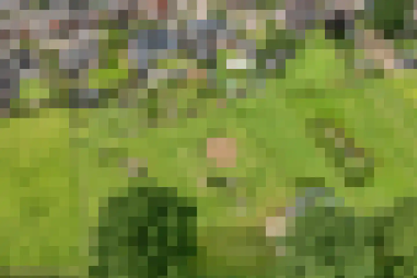 Dammans-Es 12 Dalfsen thumbnail 106