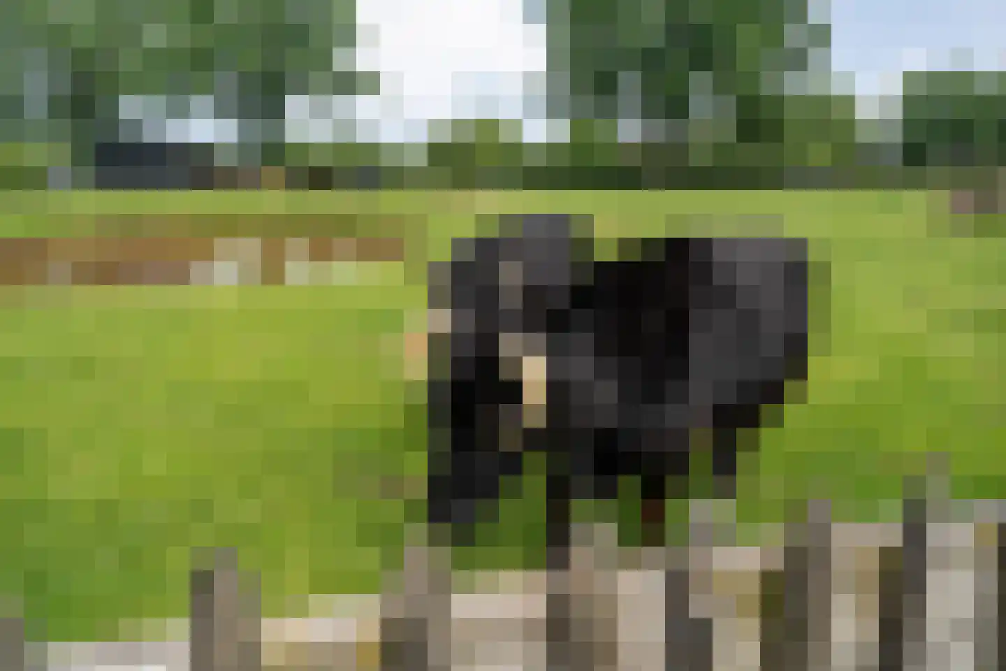 Dammans-Es 12 Dalfsen thumbnail 88