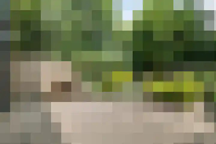 Dammolen 124 Harmelen thumbnail 31