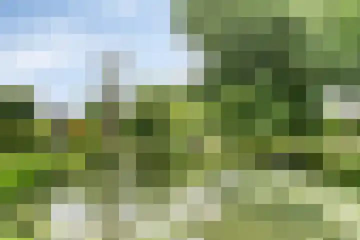 Dammolen 124 Harmelen thumbnail 38