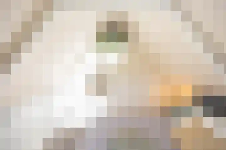 Damsterdiep 256 Groningen thumbnail 32