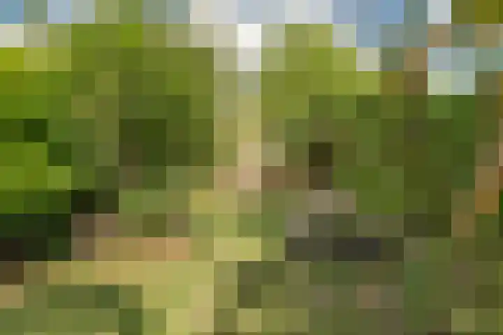 Damstraat 15 Yerseke thumbnail 37