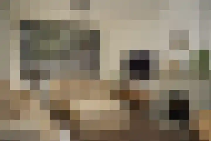 Damstraat 4 Schoondijke thumbnail 5