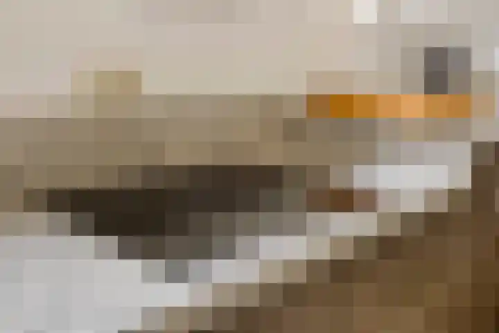 Damvelden 4 Best thumbnail 62