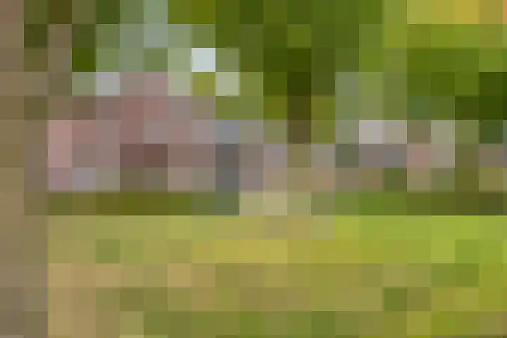 Damvelden 4 Best thumbnail 70