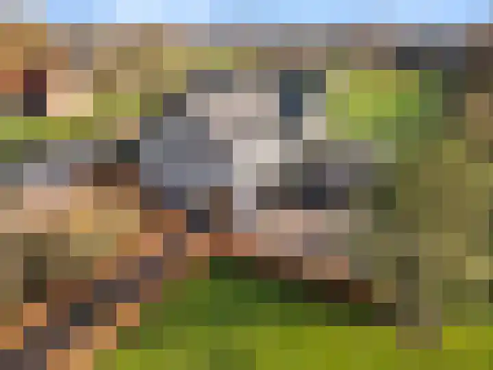 Damweg 73 Zwartebroek thumbnail 69
