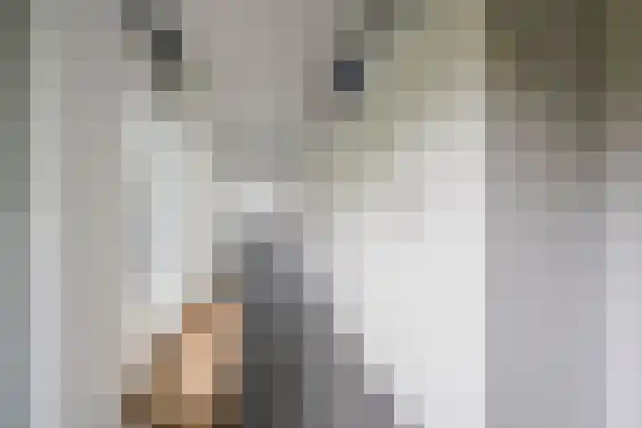 Damweg 8 Zwartebroek thumbnail 17