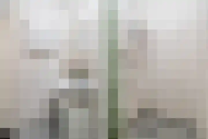 Daniël Defoelaan 143 Amsterdam thumbnail 18