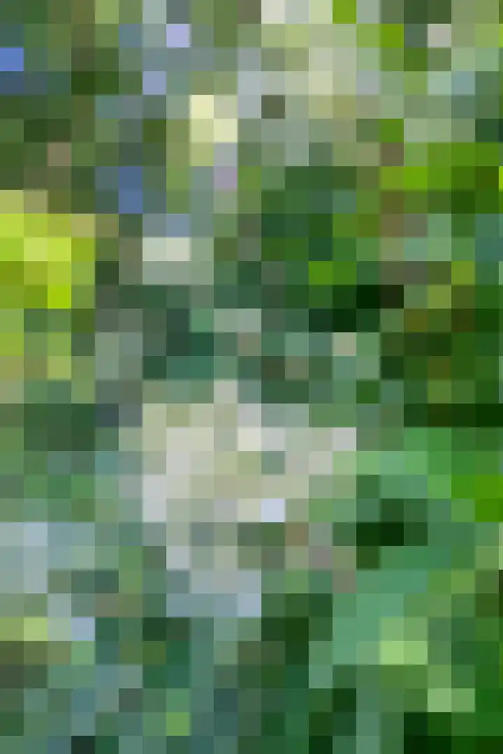 Daniel Eyndhoutsgaarde 13 Nuenen thumbnail 42