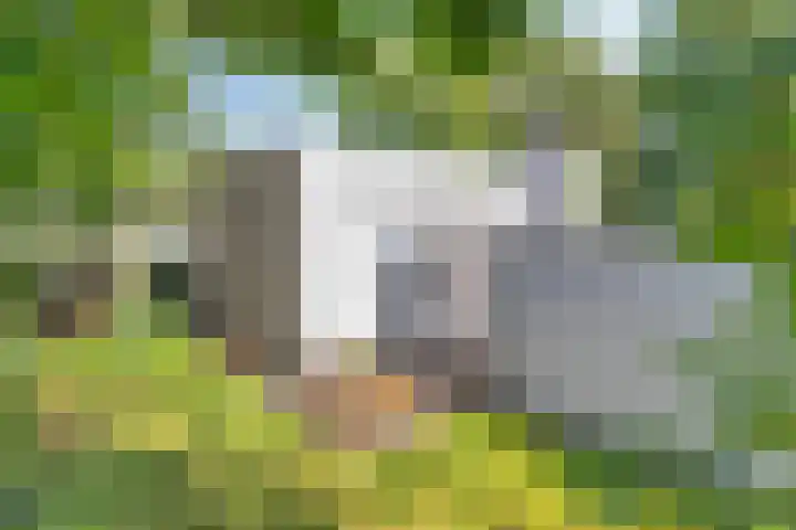 Daniel Eyndhoutsgaarde 13 Nuenen thumbnail 45