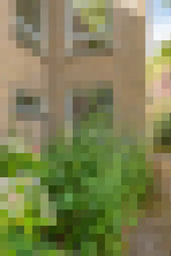Daniel Eyndhoutsgaarde 13 Nuenen thumbnail 53