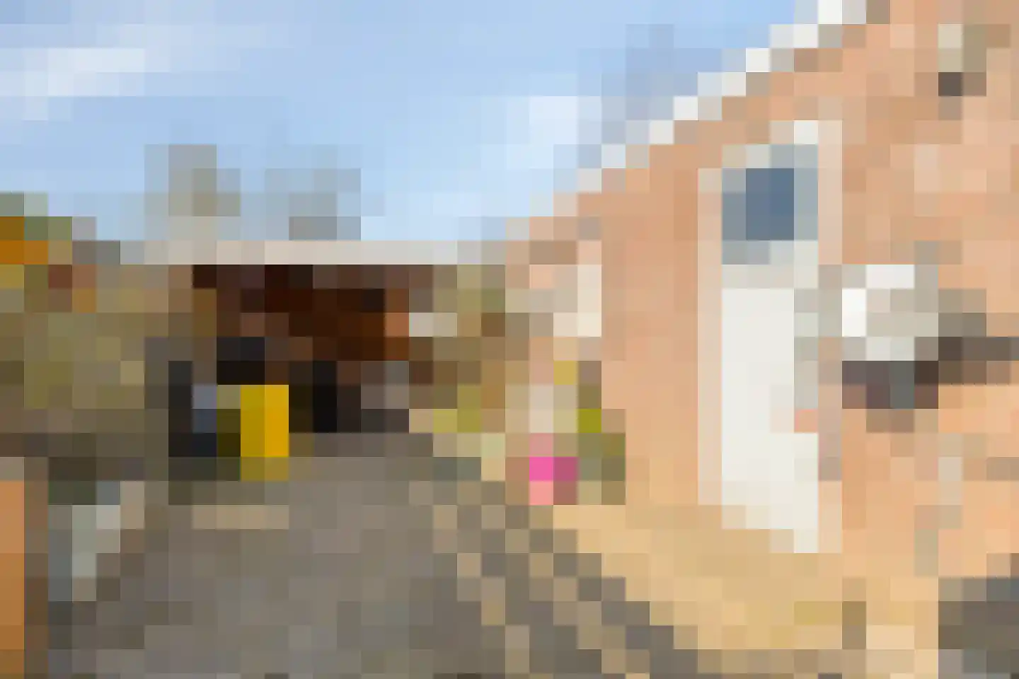 Daniëlstraat 10 Langeweg thumbnail 45