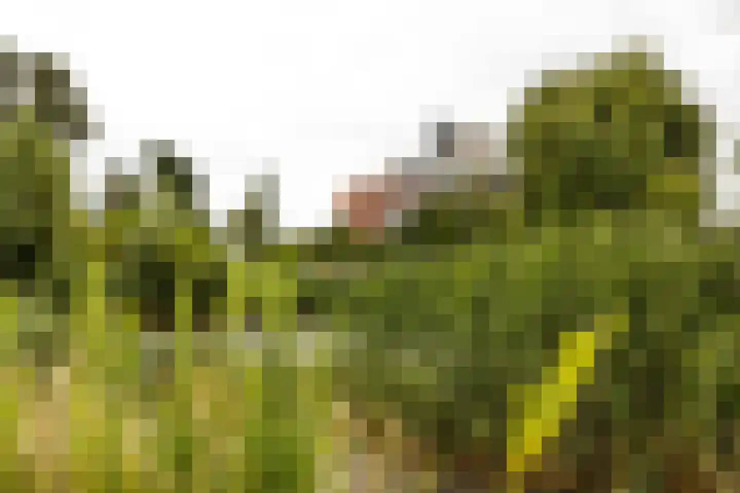 Dankmeijerpad 153 Leiden thumbnail 28