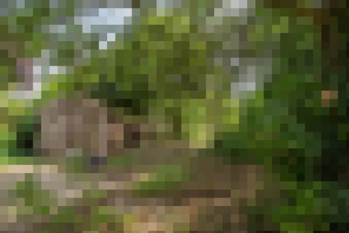 Dannenberg 13 Rijssen thumbnail 12