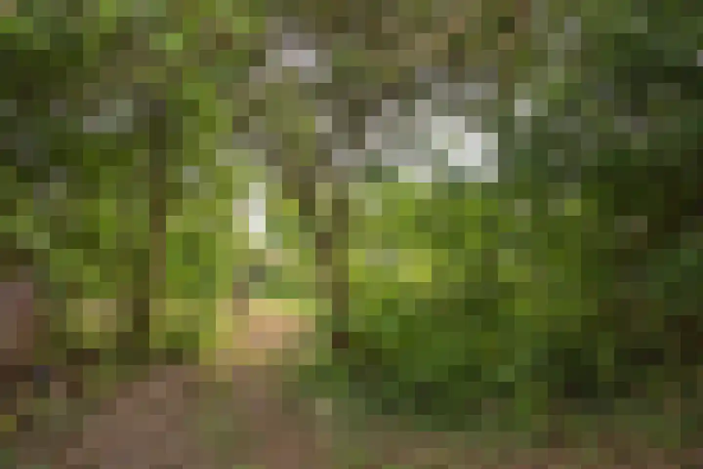Dannenberg 13 Rijssen thumbnail 7