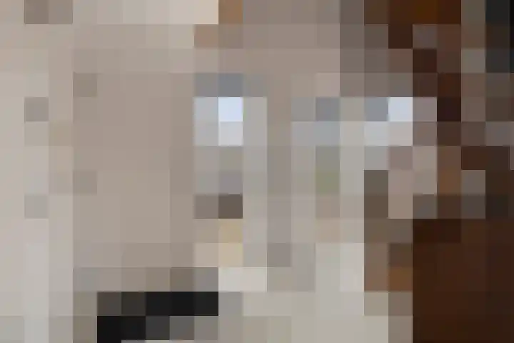 Dansvlinder 4 Standdaarbuiten foto 2