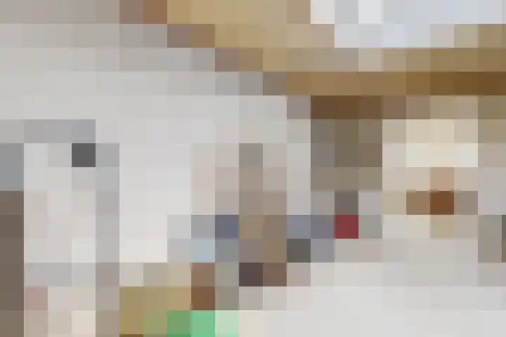 Dansvlinder 7 Standdaarbuiten thumbnail 26
