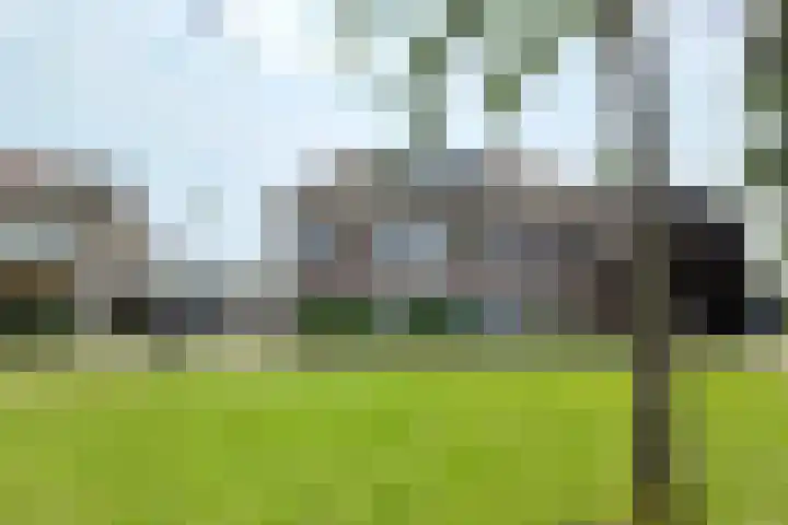 Dansvlinder 7 Standdaarbuiten thumbnail 60